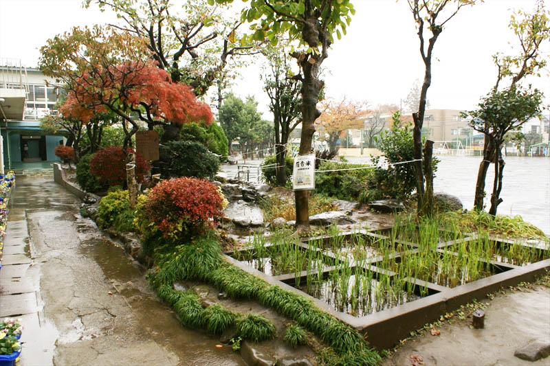 校庭の一角にあるビオトープ