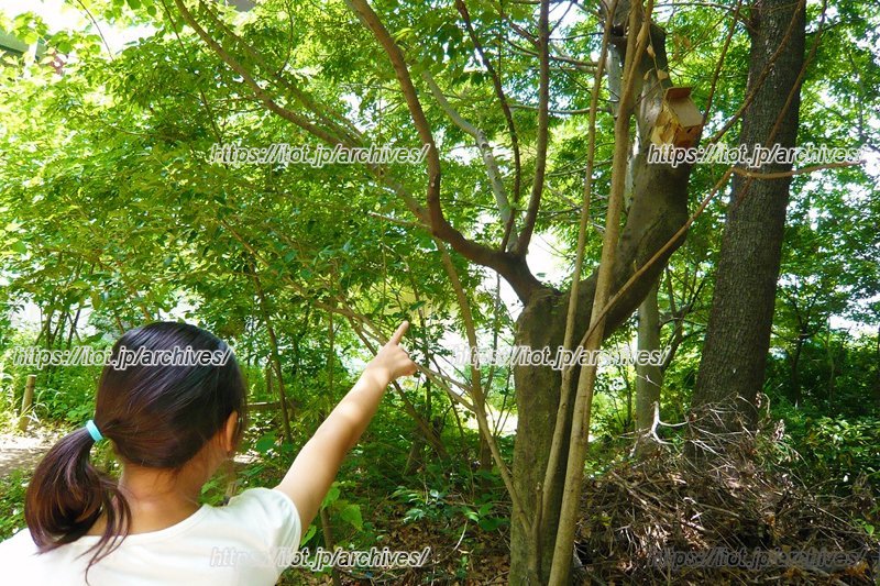 木々が生い茂るビオトープの様子