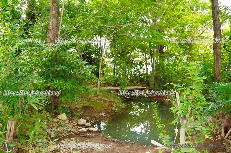 ビオトープにある池。奥には橋が架かっている