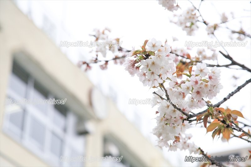 校庭の桜