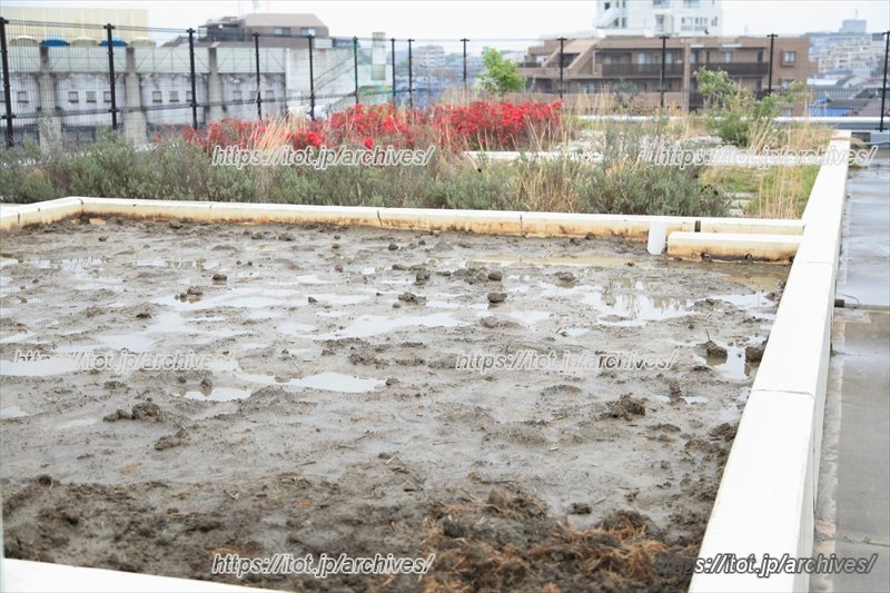 「稲作体験」を行う屋上の田んぼ