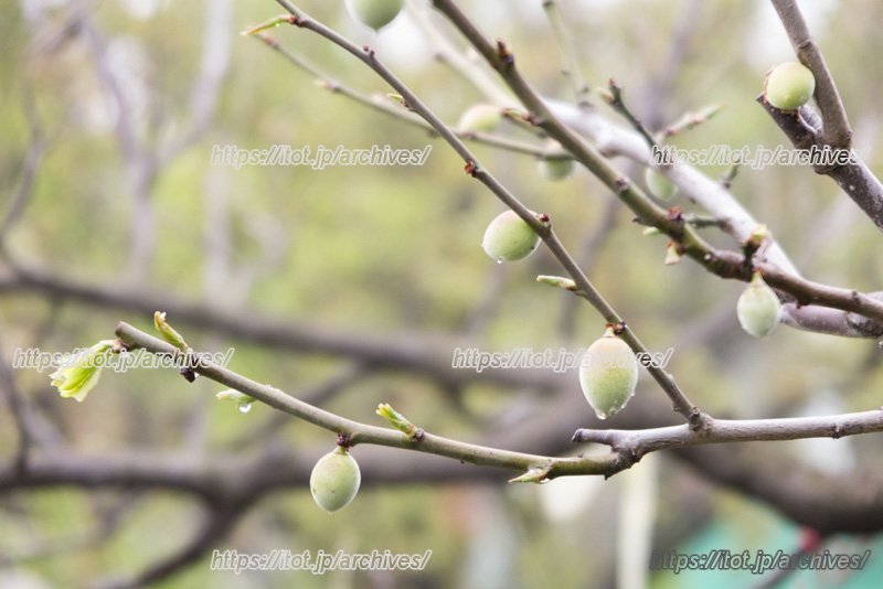 学校には多くの梅が植えられている