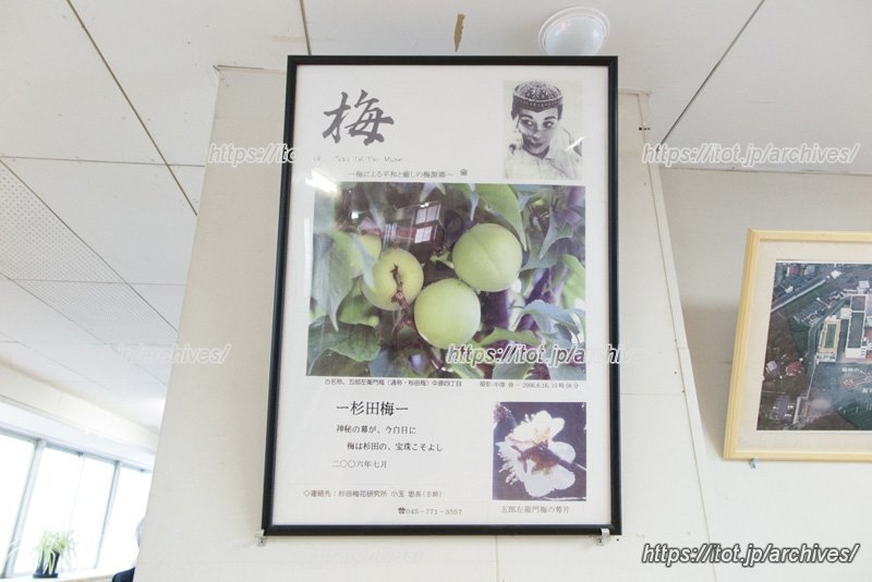 歴史を受け継ぐ「梅」