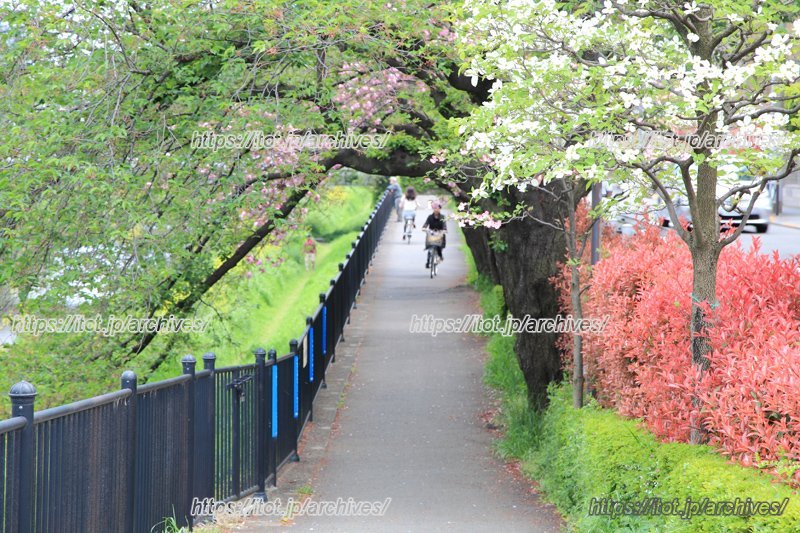 散歩コースにおすすめの「野川」