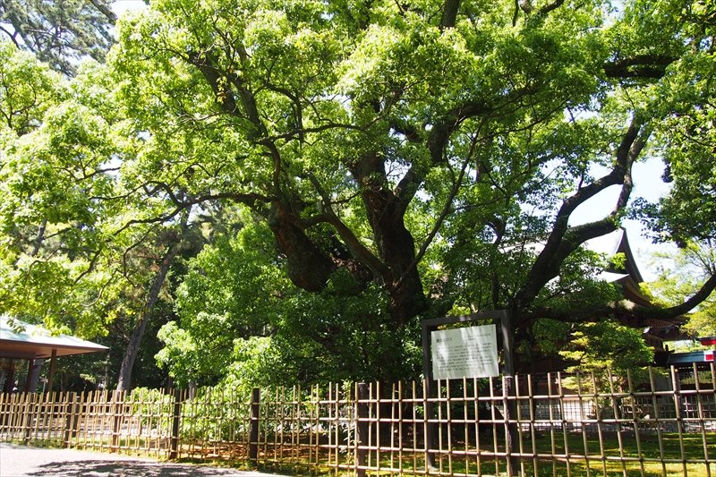 大きく枝を広げるご神木「雲立（くもたち）の楠」