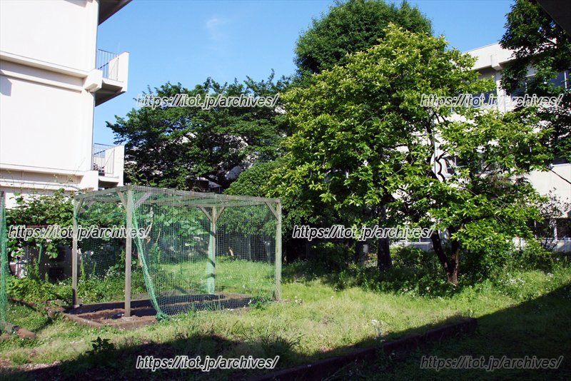 校内にはたくさんの樹木が茂る。中庭には菜園も。