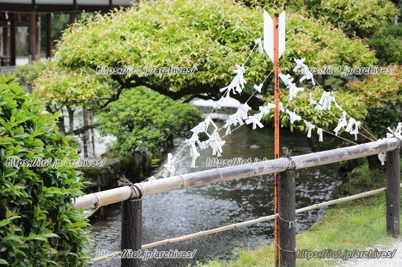 ならの小川沿いに結ばれたおみくじ