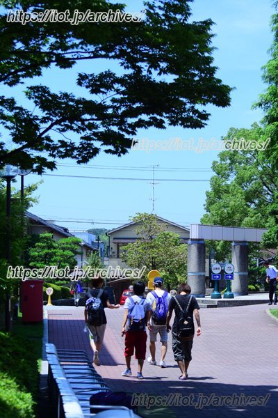 大学構内にも多くの緑が広がる