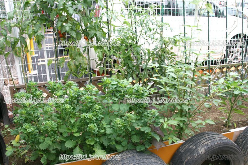 地域の人もお世話をしにくる家庭菜園