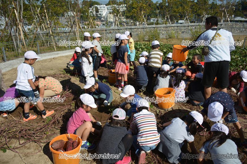 2年生のいもほりの様子