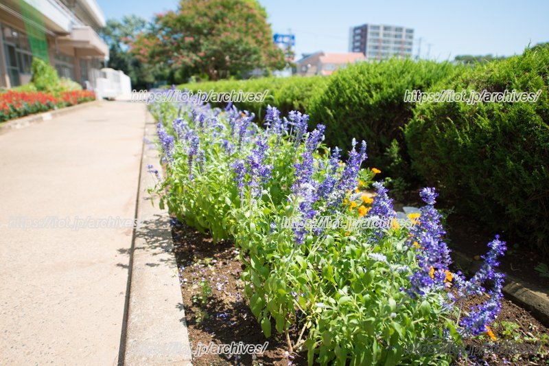周辺にはのびのび暮らせる環境が整う