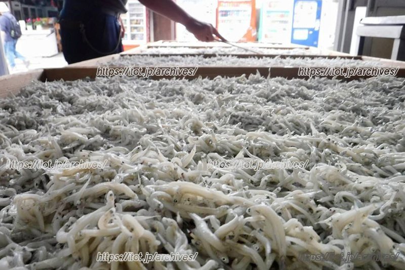 新鮮なしらすが大人気の「もんざ丸 前田水産」