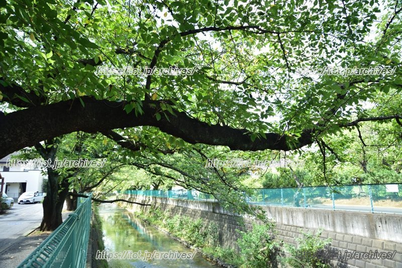 春には桜が見事な、麻生川沿いの並木道