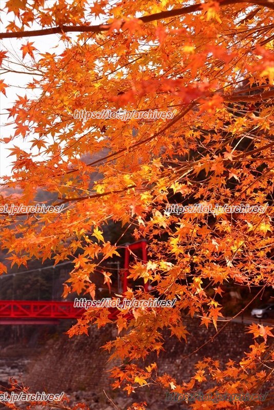 武田尾温泉の紅葉