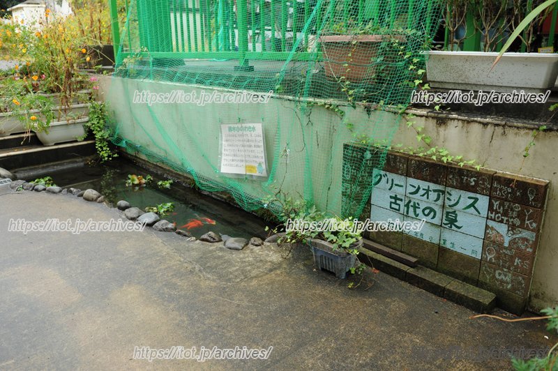 学校敷地内から出る湧き水