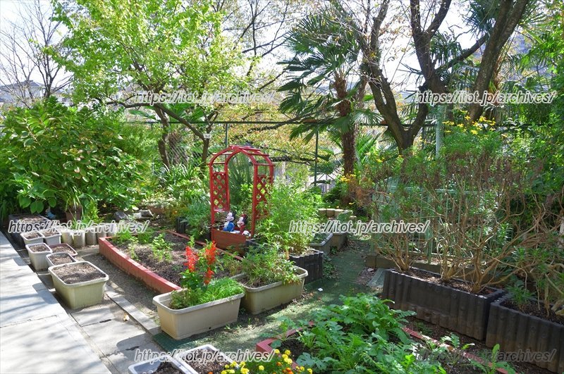 園庭で採れた野菜を使って子どもたちが料理する