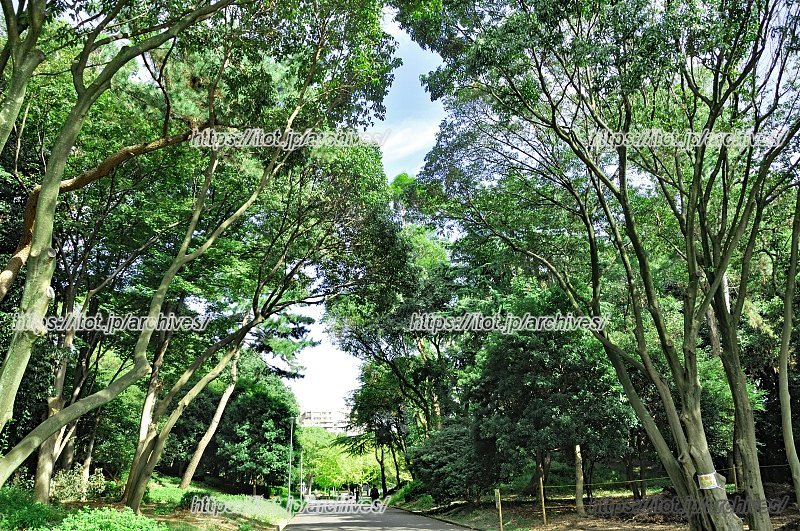 「服部緑地公園」