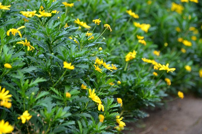 校内には子どもたちが維持管理するビオトープがある