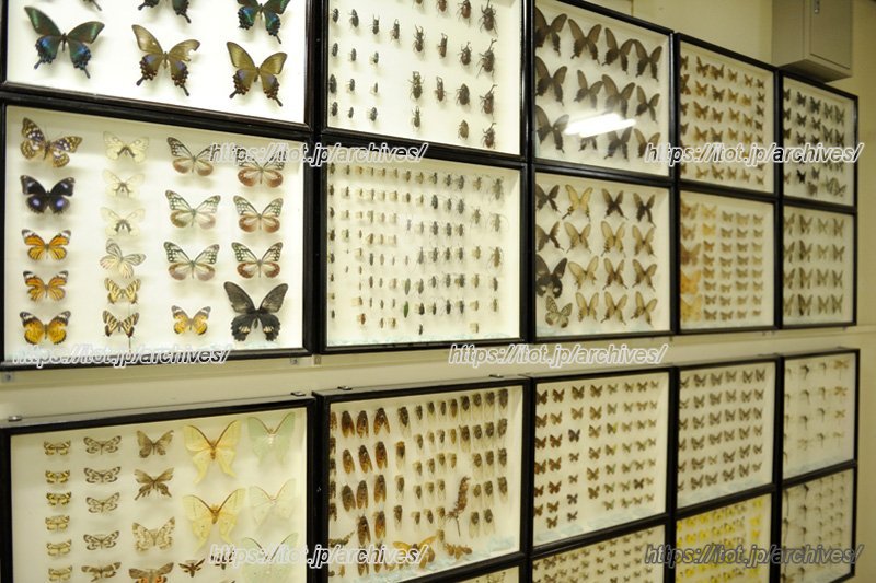 周辺の昆虫標本も寄付されたもの