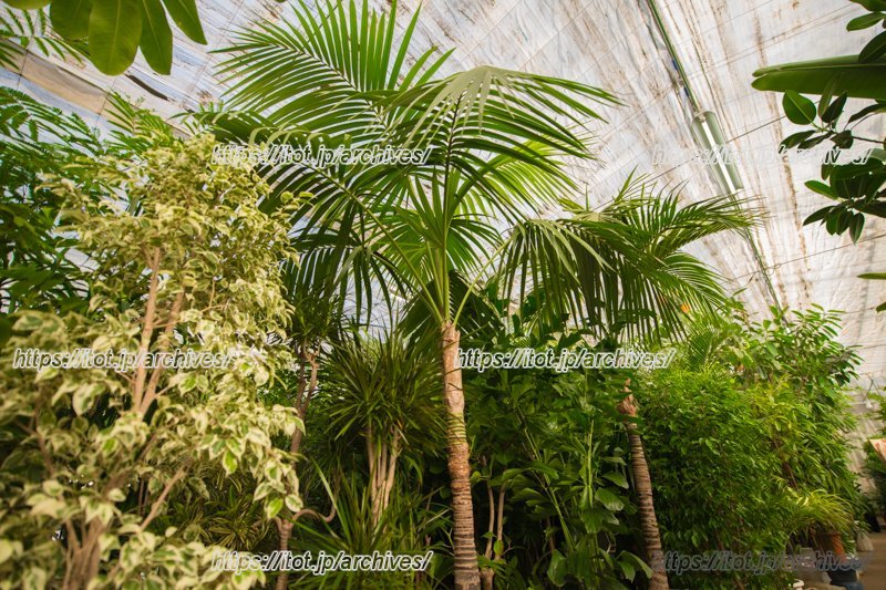 北本グリーンセンターの温室には数百種類にも及ぶ植物が