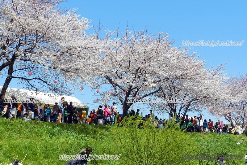 黒目川花まつり