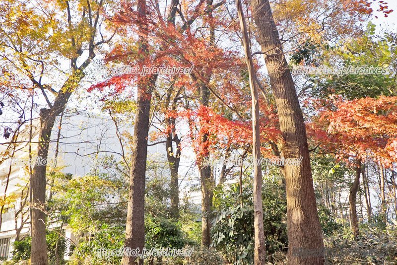 学園内の豊かな自然