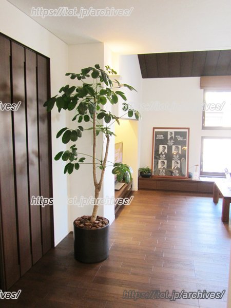 ストレス緩和効果にも役立つ