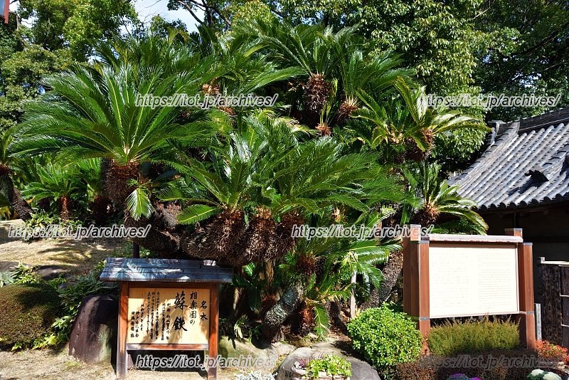 園内には100株を超える蘇鉄（ソテツ）が植えられている