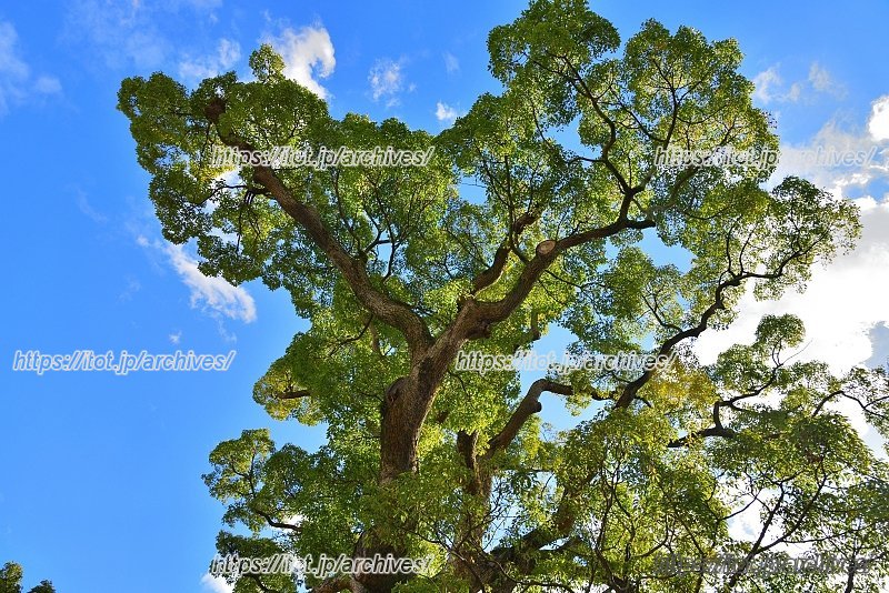 樹齢500年超のクスノキや白松、ツツジなどたくさんの植物が植えられている