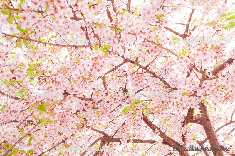 歴史ある桜とともに暮らす