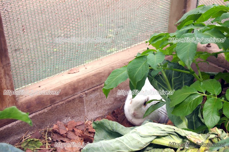 学校で飼育しているうさぎ