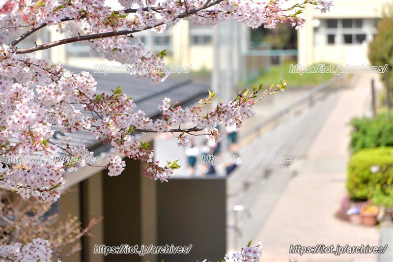 春には学校の周りに桜並木が連なる