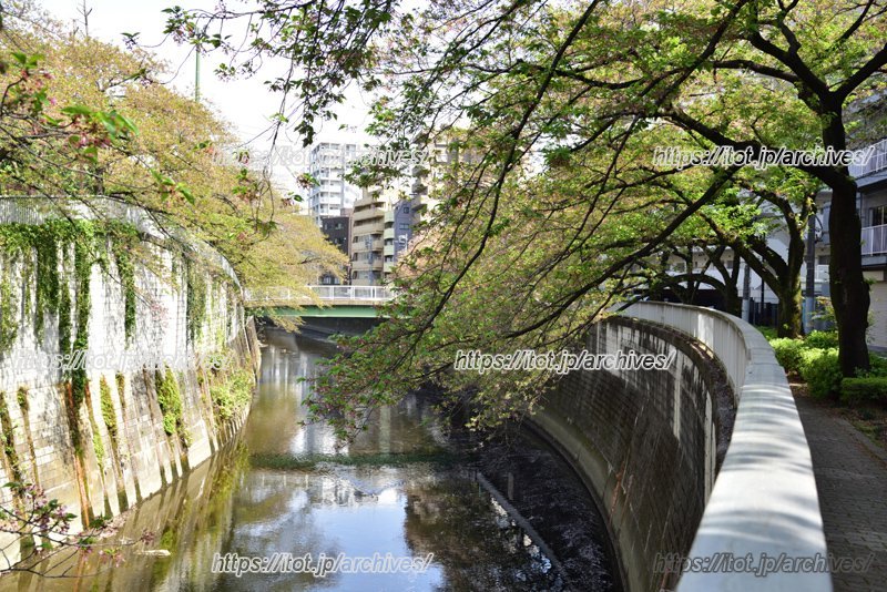 神田川沿いの遊歩道