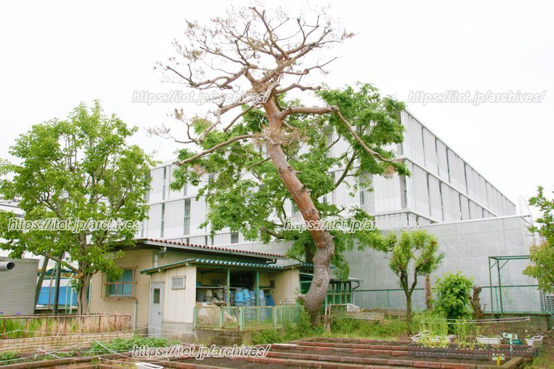 創立以来、校庭で子どもたちを見守ってきた赤松