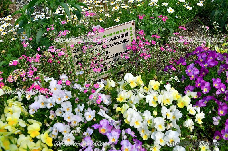 地域のボランティア団体が手入れをしている花々