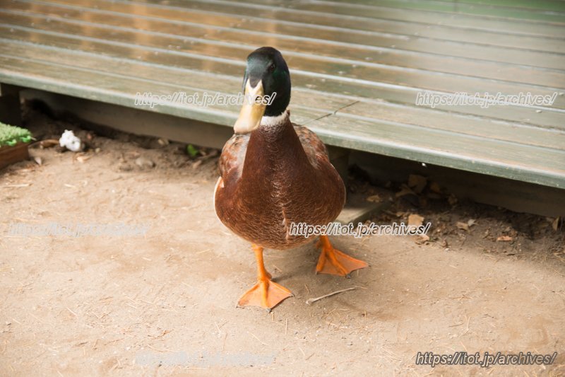 園で飼育しているマガモ