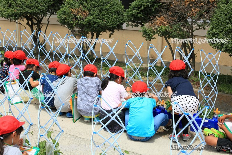 ミニトマトの育成・観察