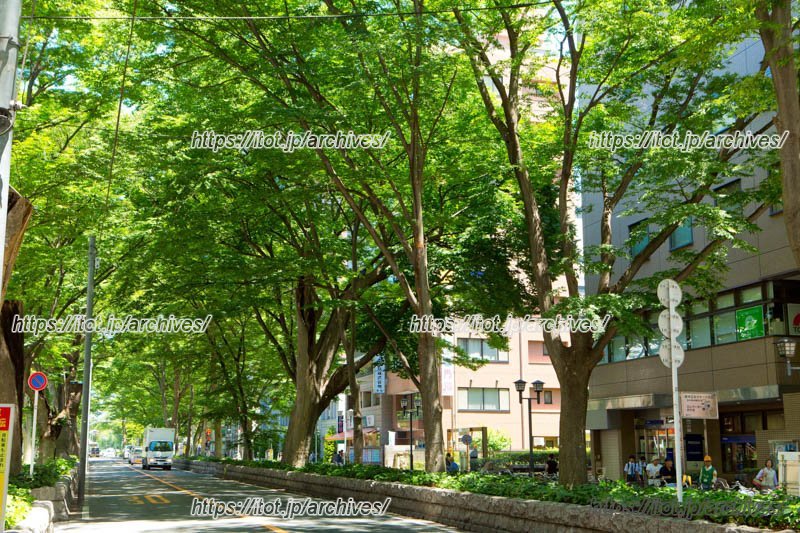 国指定天然記念物 馬場大門のケヤキ並木