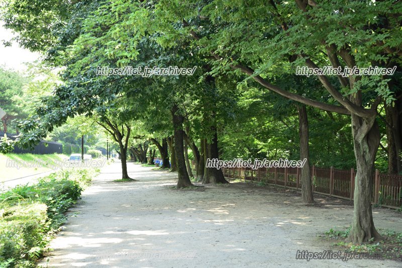 「玉川上水緑道（桜橋付近）」