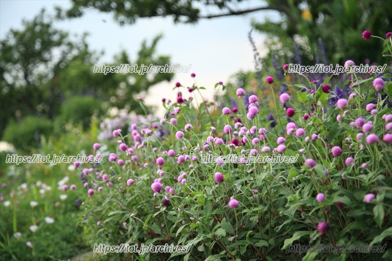 のどかで気持ちのいい景色の「中川やしおフラワーパーク」