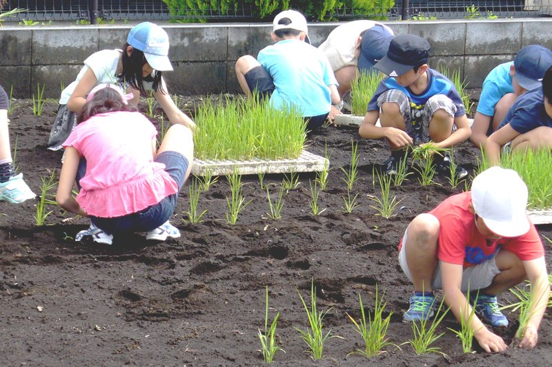 学校農園で陸稲を植える子どもたち