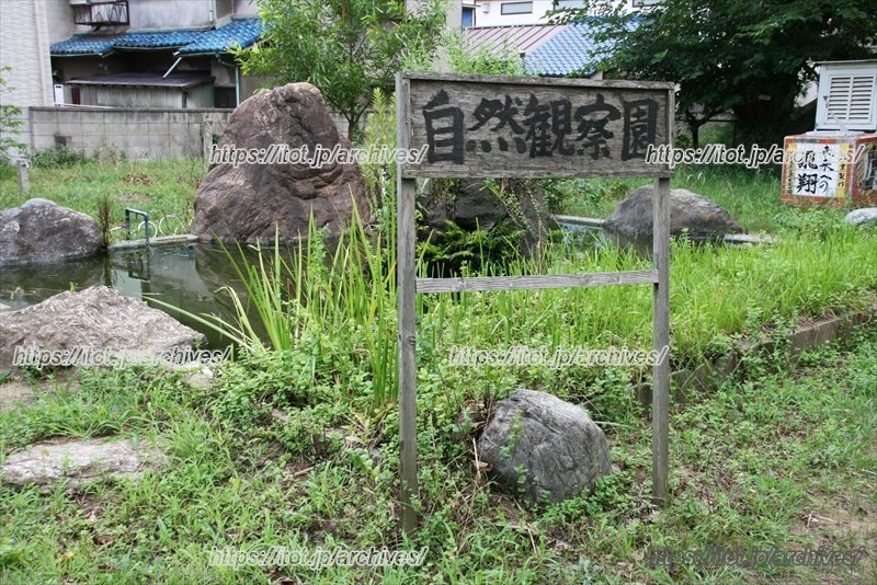 自然観察園はさまざまな植物や生物の観察ができる