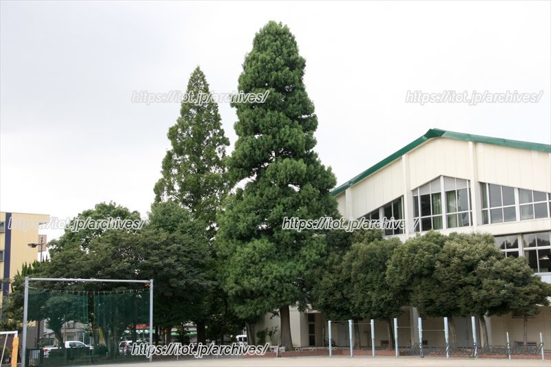 本町小学校のシンボルである一本杉（中央の最も高い木：ラクウショウ）