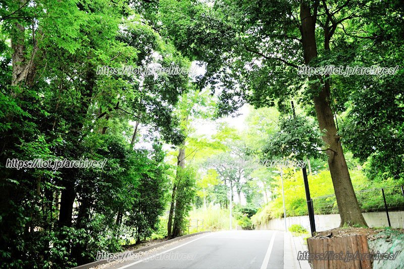 地区計画を定め、緑と調和する景観形成を図る調布市入間町/調布市役所 緑と公園課・島崎真司さん、都市計画課・阿部直人さん