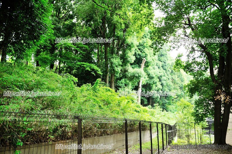 緑地を保全・活用・育成していく