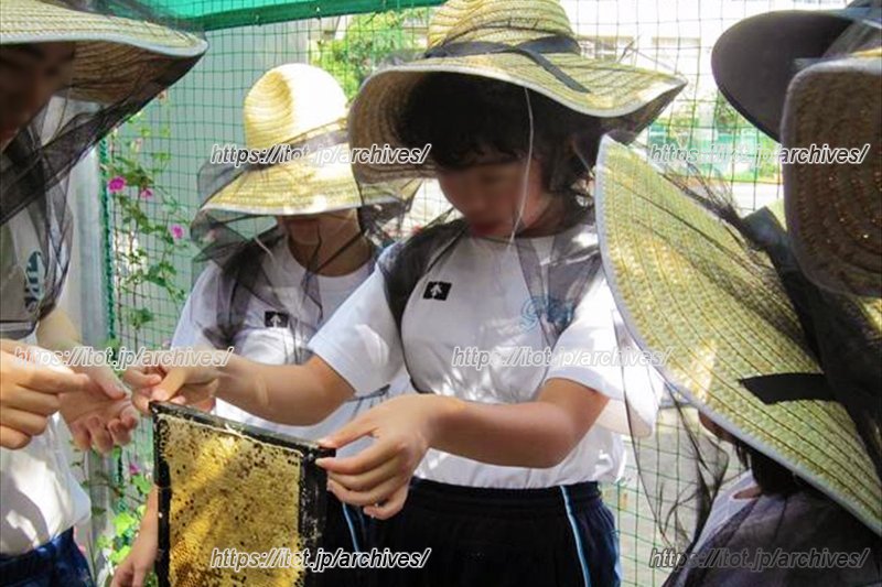 「銀座ミツバチプロジェクト」 綿布をかぶり巣脾を回収する様子