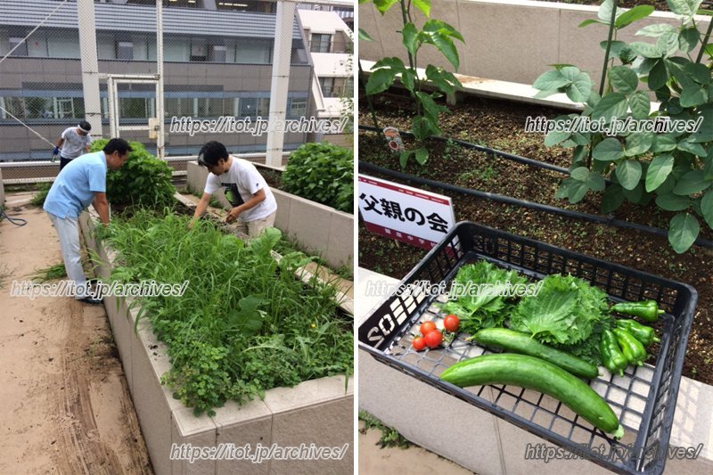 屋上菜園の活動をする「おやじの会」の方々