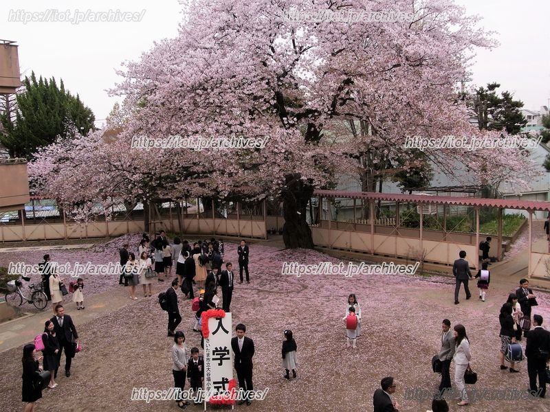 入学式(大谷場桜)