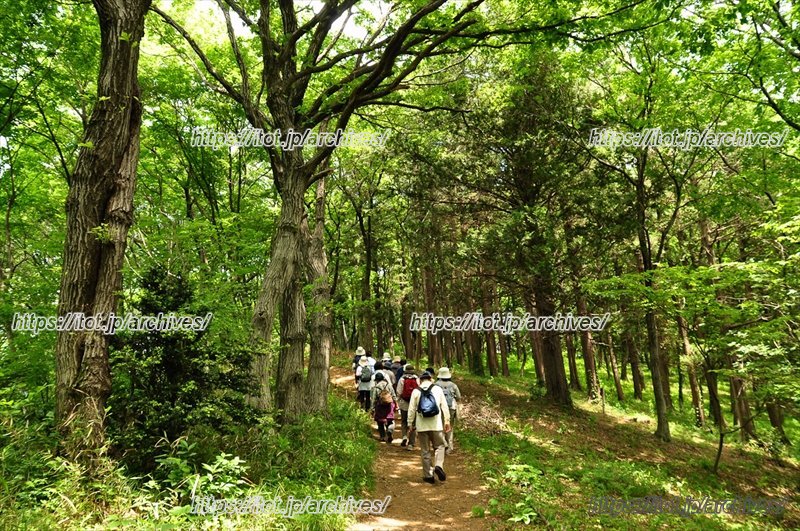 新治市民の森の散策路