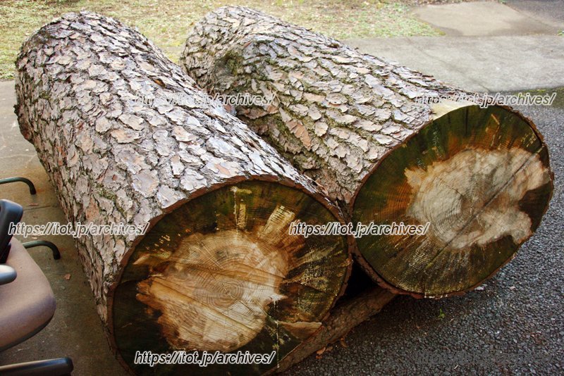保管されている大王松の幹